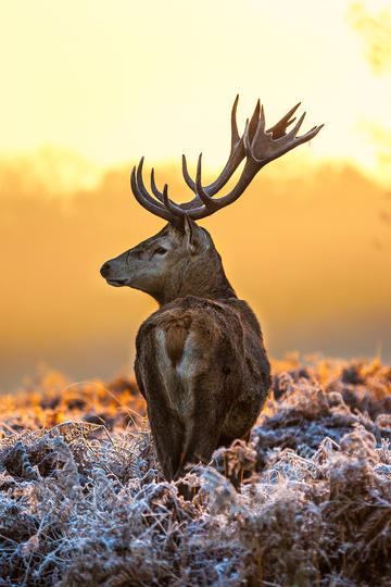 有影院一天99场！《哪吒2》彻底爆了！已破17项影史纪录