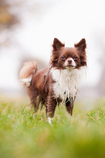 默茨在第二轮投票中当选德国总理