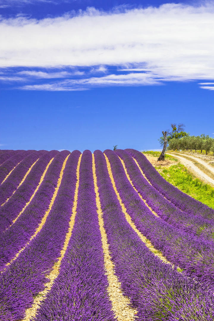 刘诗诗《淮水竹亭》定档海报