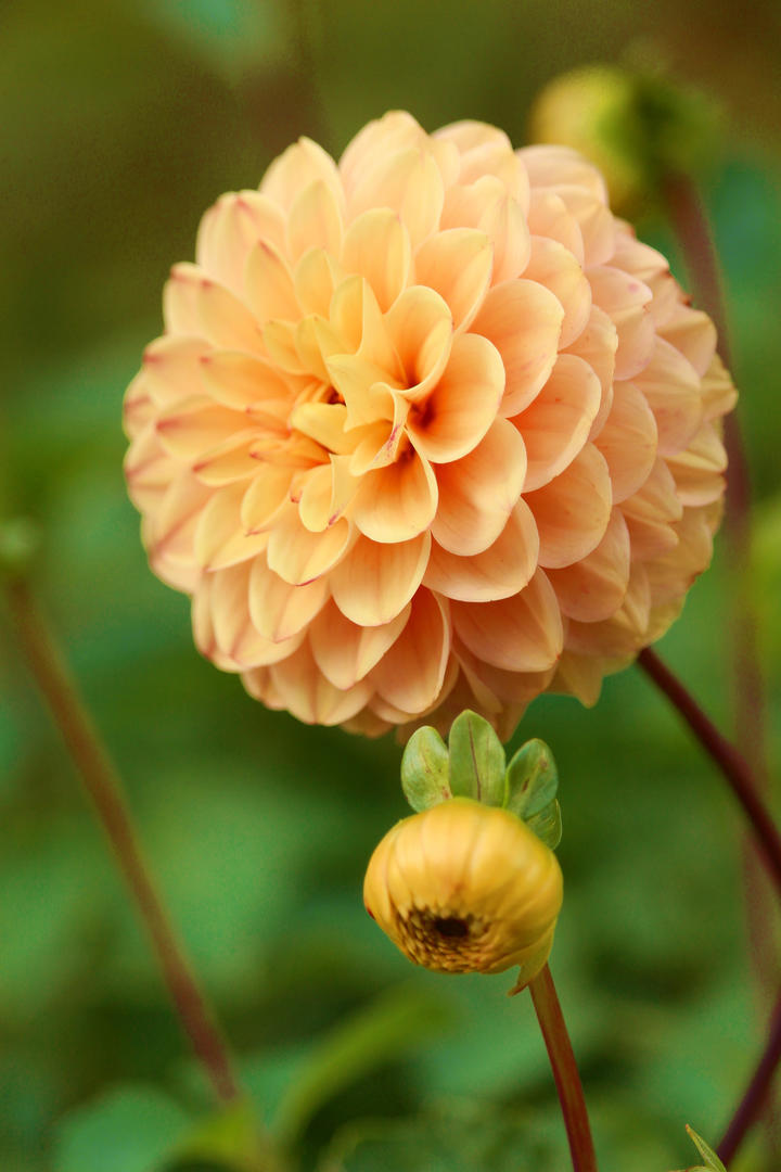 PCS（Pcs.是什么意思）