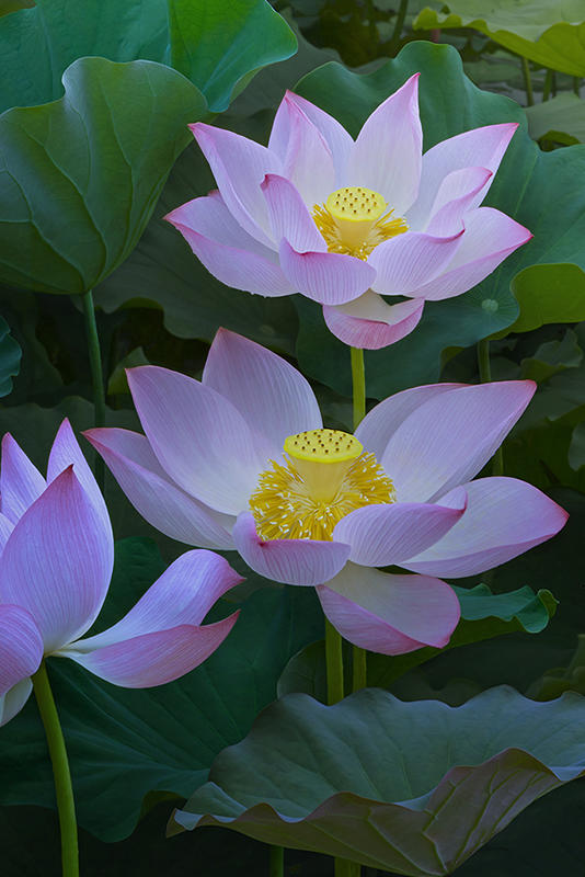 汉堡常年称霸德乙为什么上不来德甲？